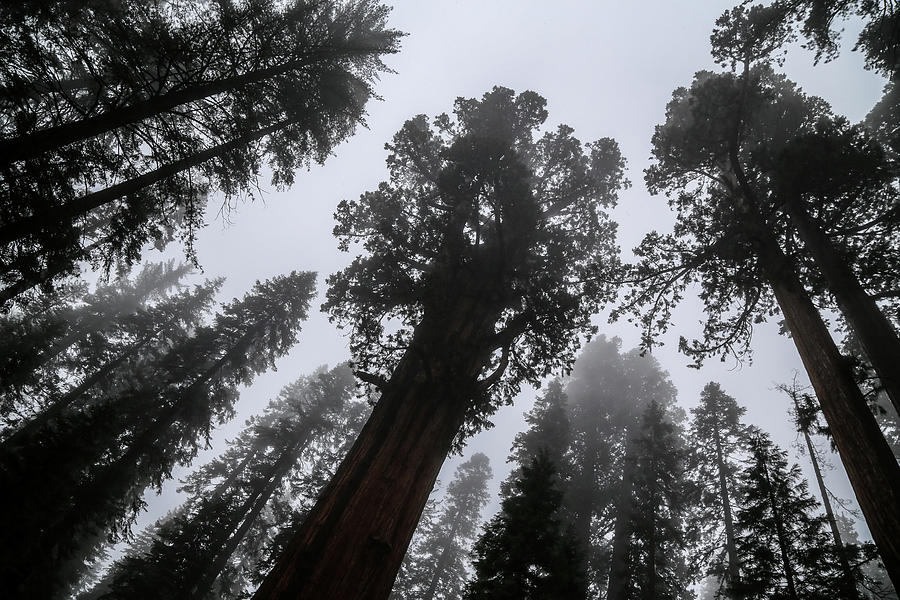 Sequoias Photograph by Alberto Zanoni