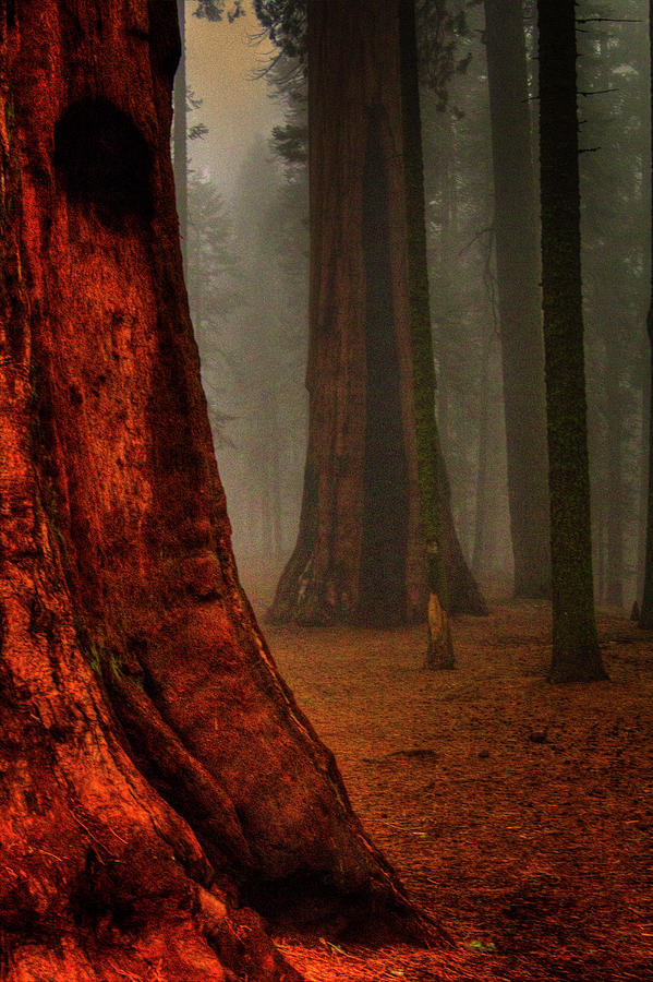 Sequoias in the Clouds Photograph by Roger Passman