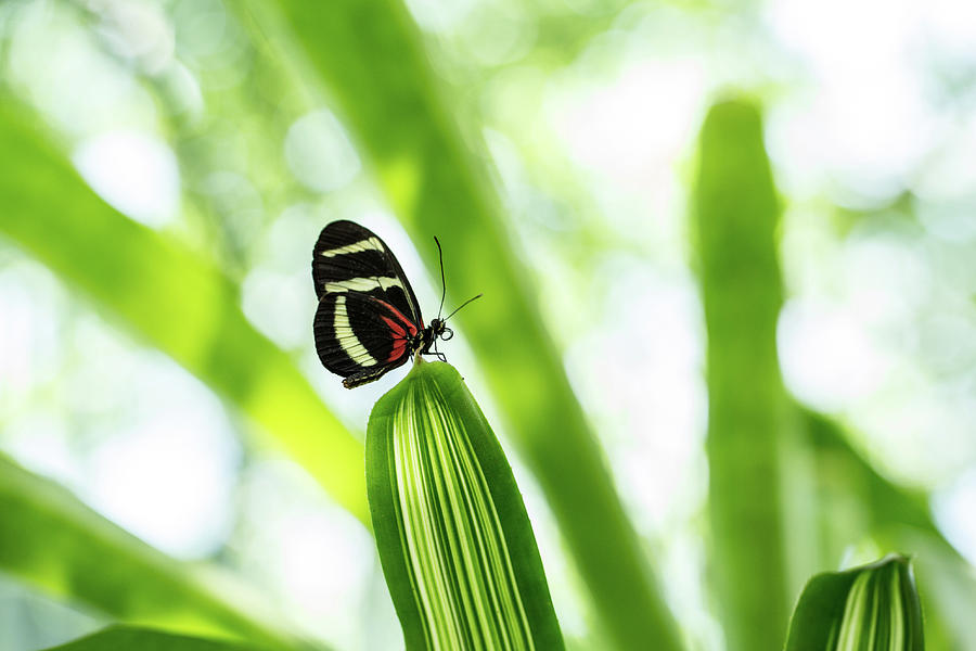 Butterfly Photograph - Serendipity by Jennifer Luzio