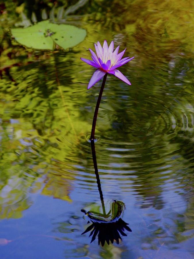 Landscape Photograph - Serendipity Lotus Bloom and Reflection by M E