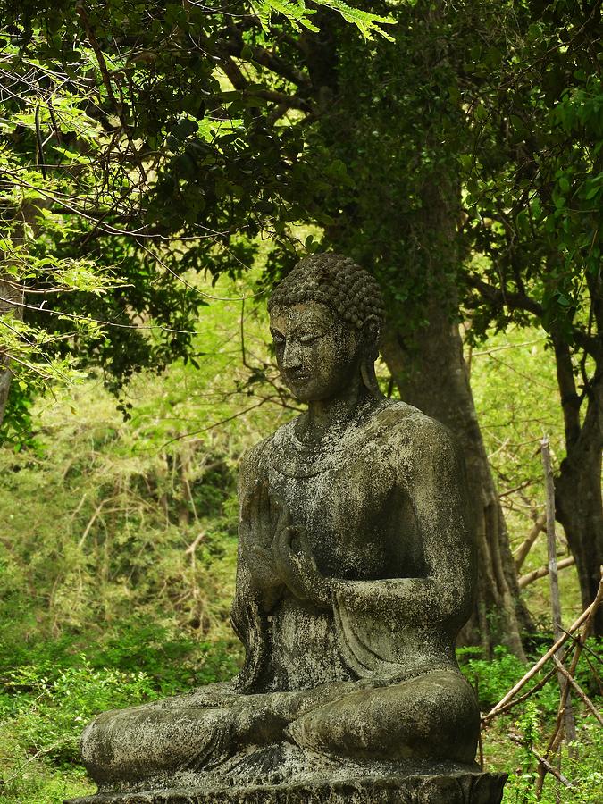 Serene amidst the Green Photograph by Poornima Viswanathan - Fine Art ...