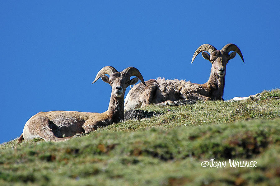 Serene Big Horn Sheep  Photograph by Joan Wallner