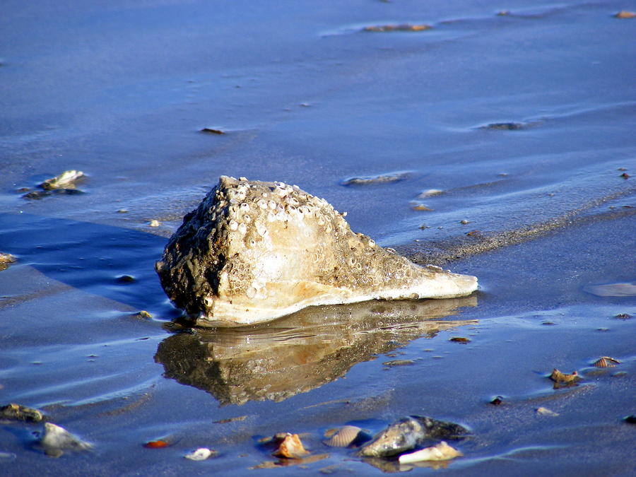 Conch Shell Photograph - Serene Conch Shell at Isle of Palms by Elena Tudor
