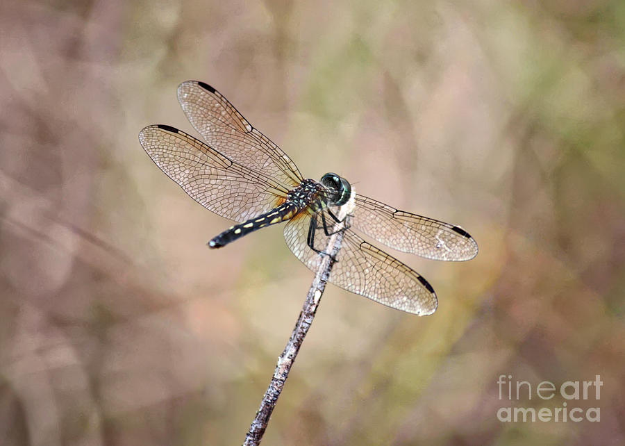 Serene Dragonfly Photograph by Carol Groenen