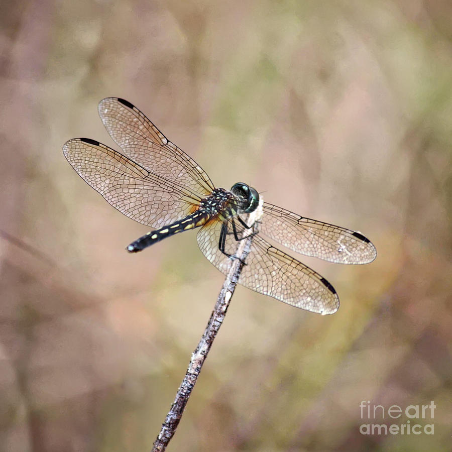 Serene Dragonfly Square Photograph by Carol Groenen