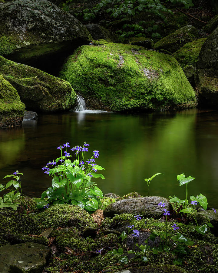 Serene Green Photograph by Bill Wakeley