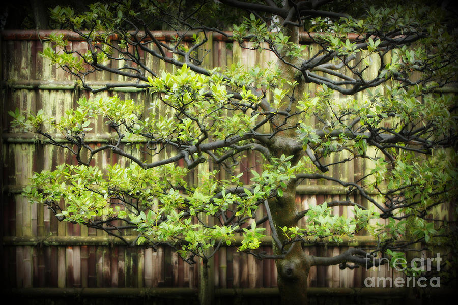 Serene Japanese Tree with Bamboo Fence Photograph by Carol Groenen