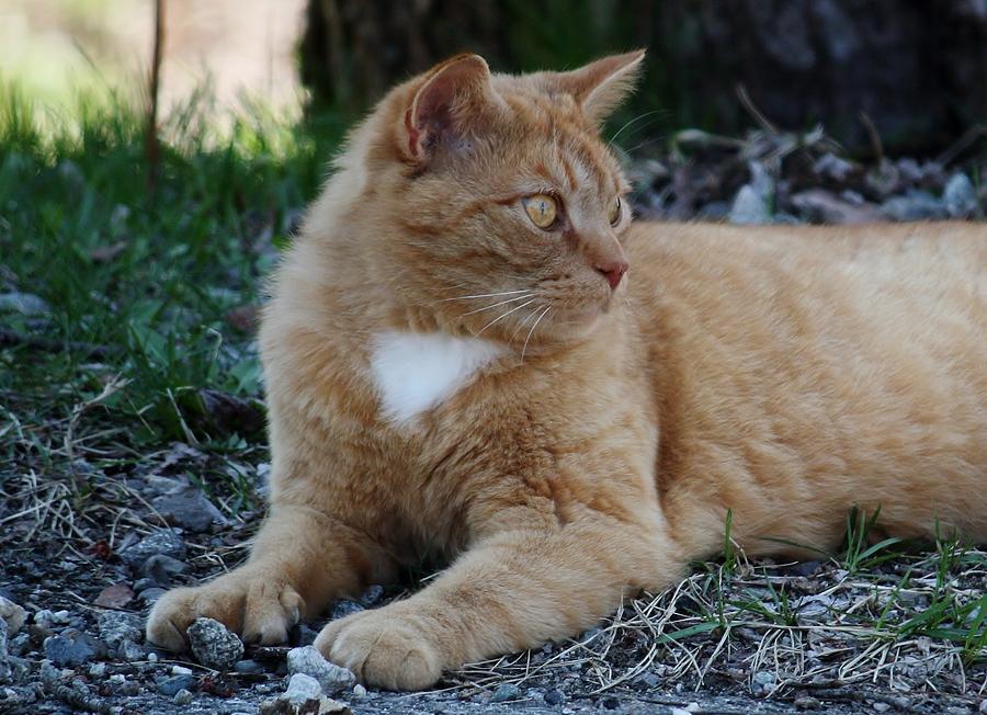 Serene Kitty Photograph by Bonnie Brann - Fine Art America