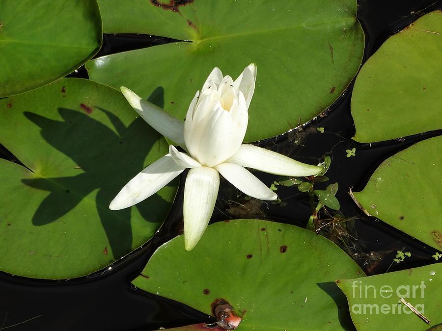 Serene Lilly Photograph by Joseph Baril