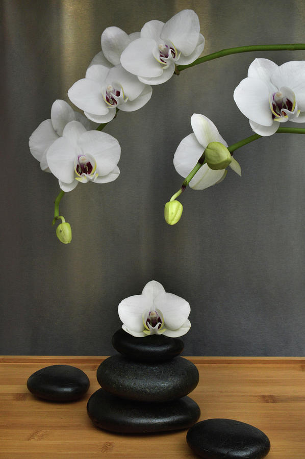 Serene Orchid Photograph by Terence Davis