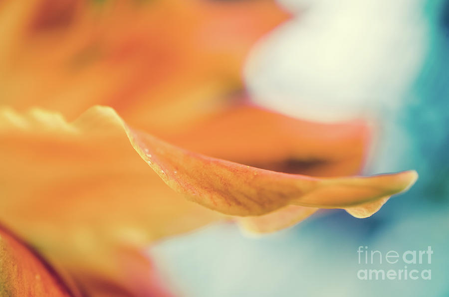 Serene Petals of Life - Lily Botanical Nature / Floral Photograph Photograph by PIPA Fine Art - Simply Solid