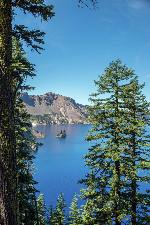 Pacific Northwest Photograph - Serene Pines by Lindy Grasser