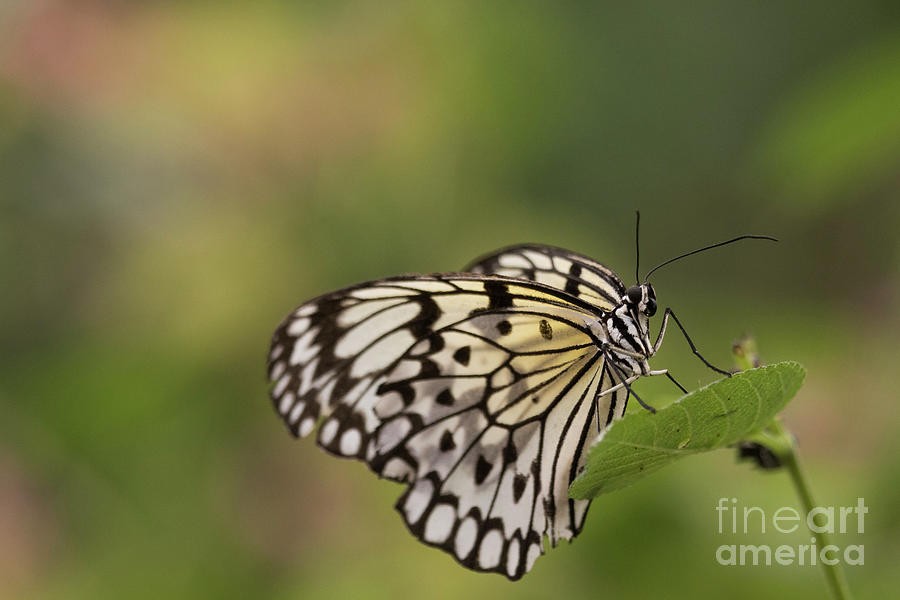 Serene Rice Paper butterfly  Photograph by Ruth Jolly