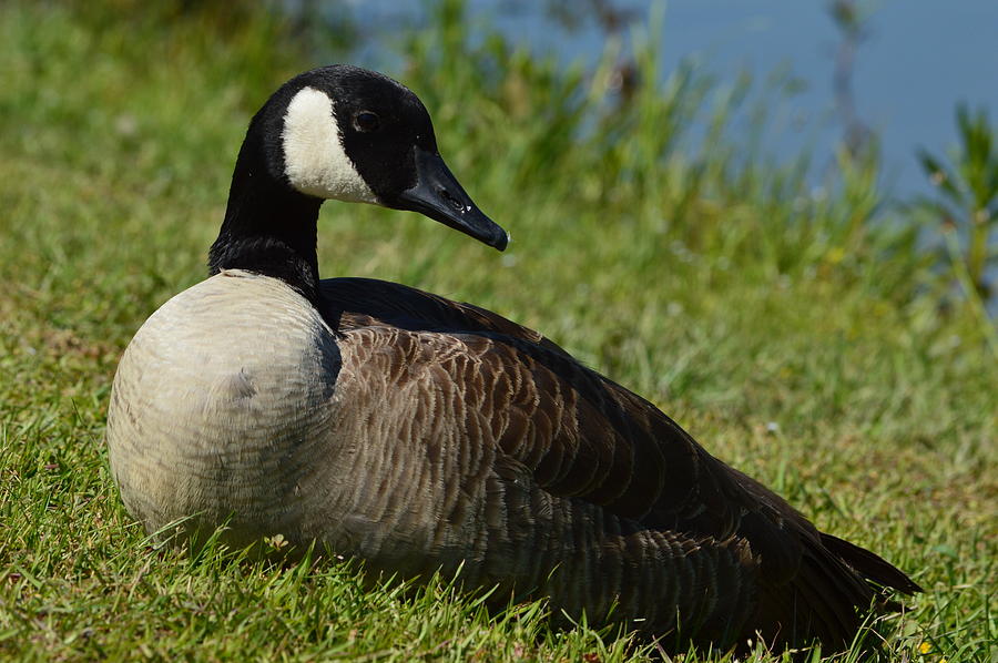 Serene Photograph by Sarah Faulkner - Fine Art America