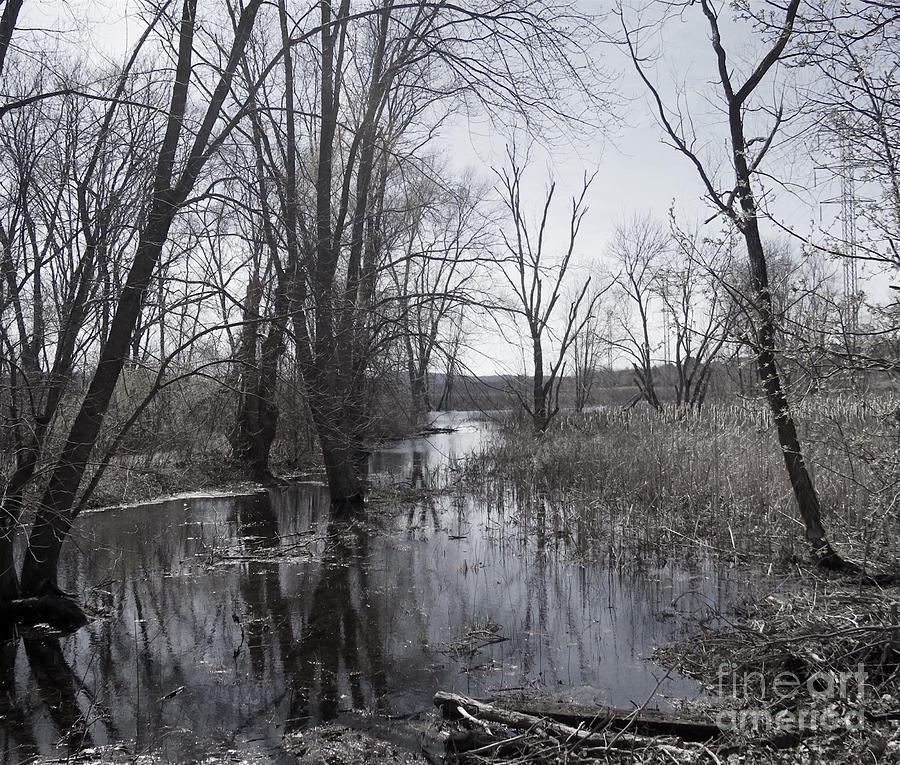 Serene Swampy River Photograph by Beth Myer Photography