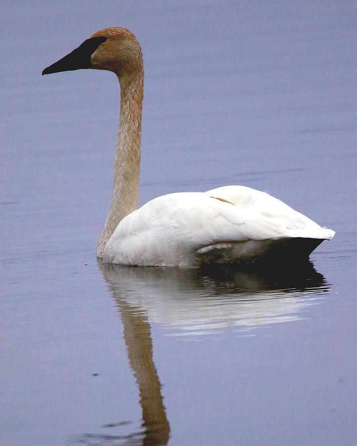 Serene Swan Photograph by Arvin Miner