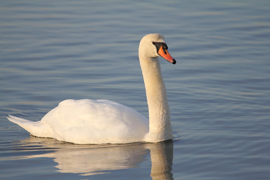 Serene Swan Photograph by Mary Haber
