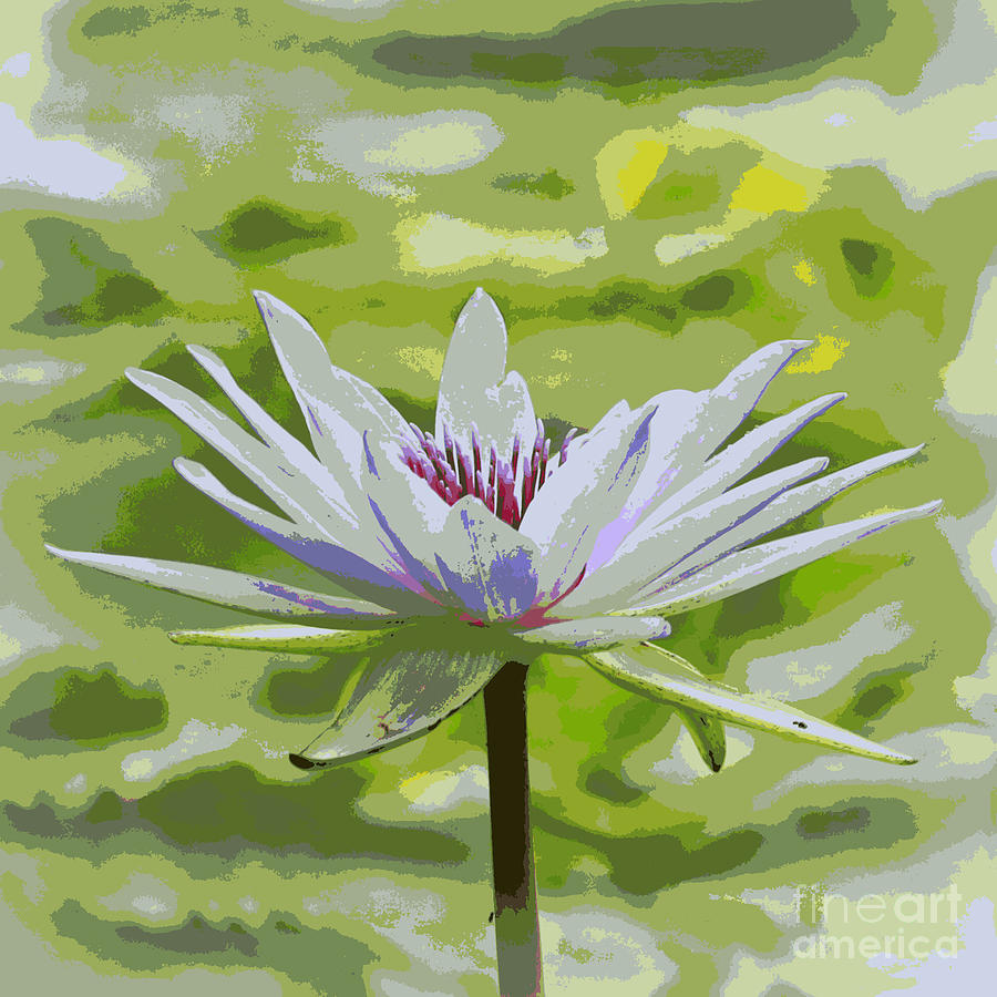 Serene Water Lily Photograph by Carol Groenen