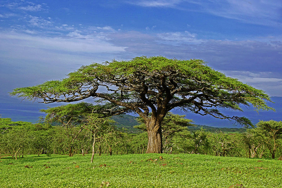 Serengeti Acacia Photograph by Dennis Cox WorldViews