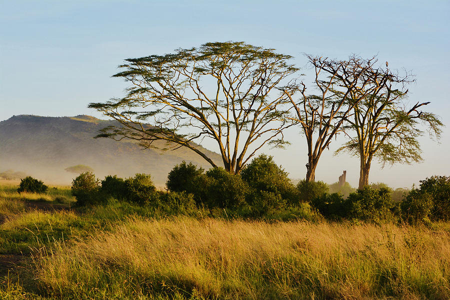 Golden Savanna Photograph by Carolyn Mickulas