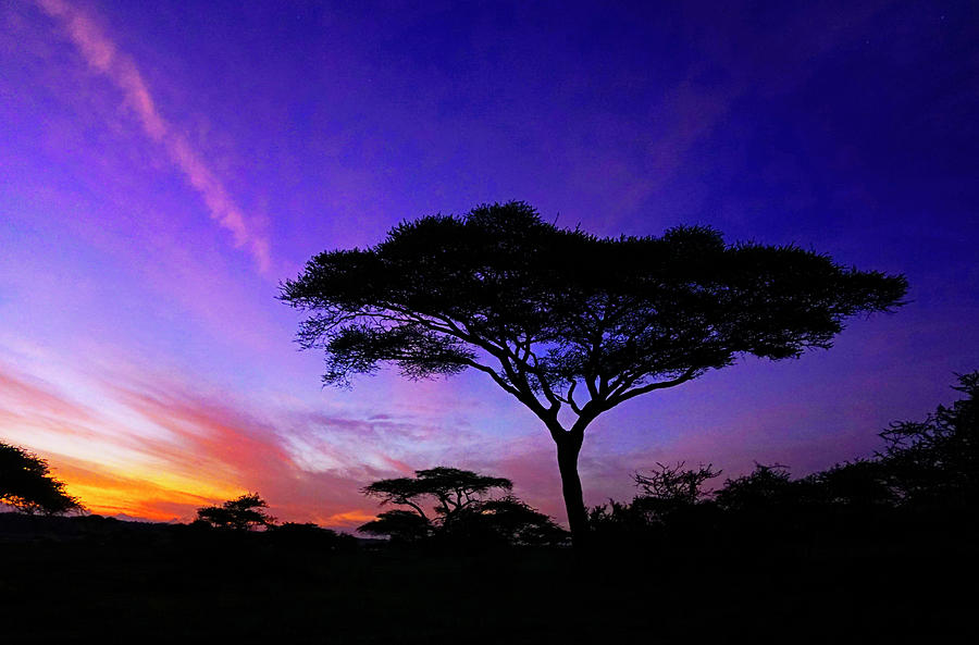 Serengeti Dawn Photograph