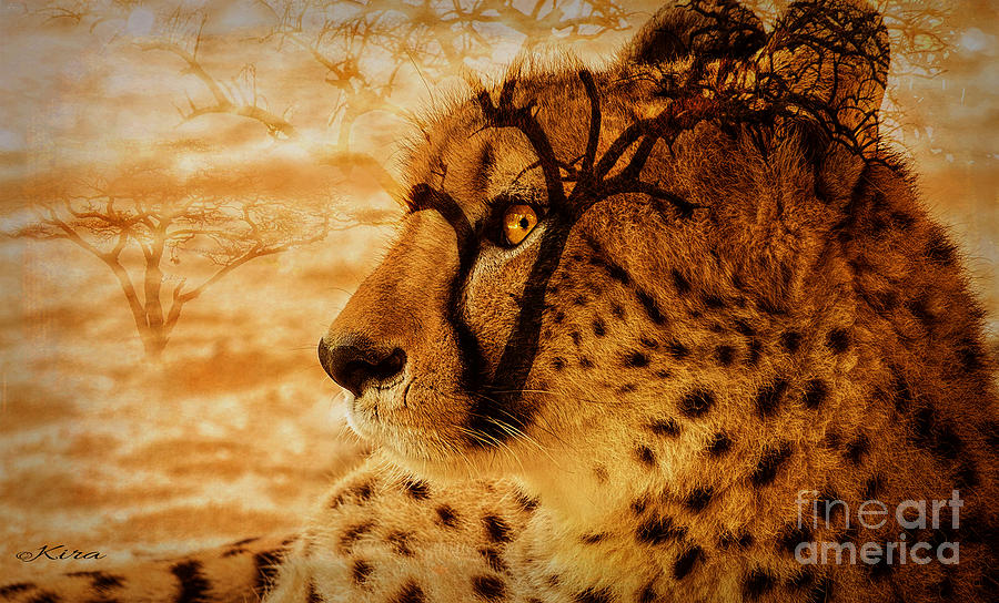 Serengeti Dreams Photograph by Kira Bodensted