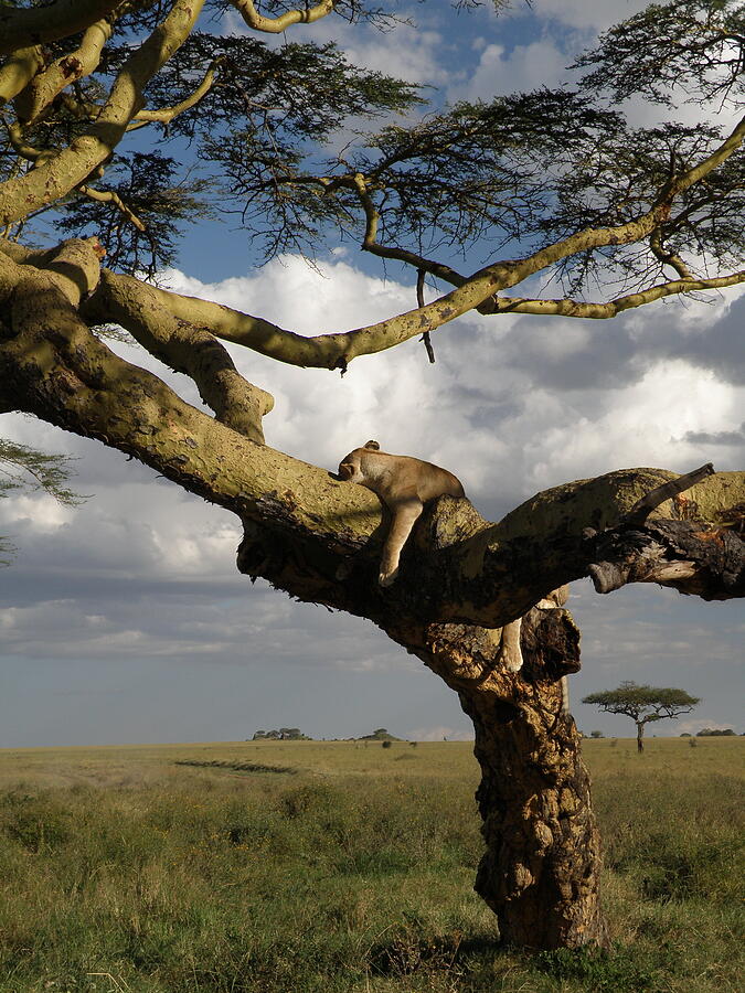 Serengeti Dreams Photograph by Rhoda Gerig | Fine Art America