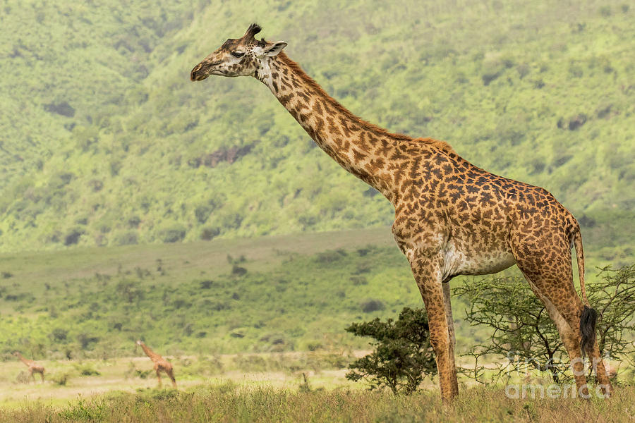 Nature Photograph - Serengeti Giraffe by Rob Daugherty