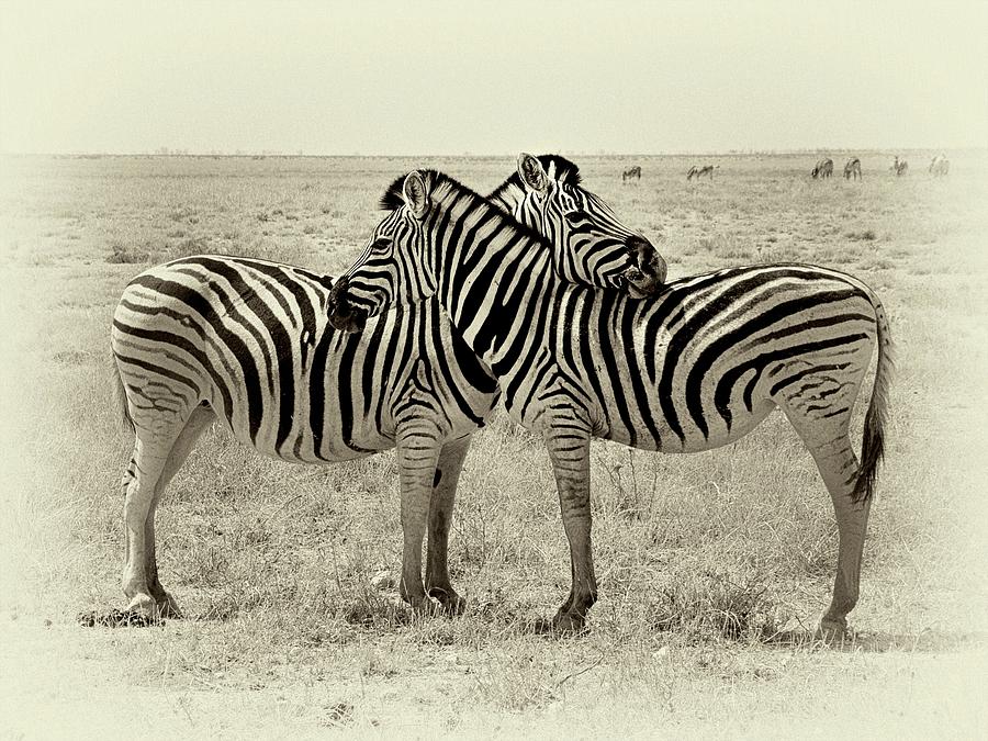 Serengeti... Photograph by John Moulds