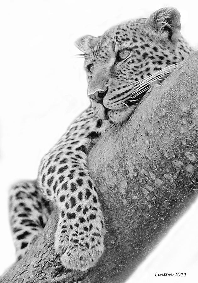 Leopard Photograph - Serengeti Leopard by Larry Linton