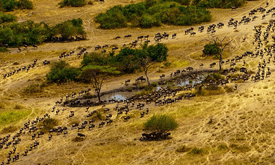 Serengeti migration at waterhole Photograph by Patrick Kain