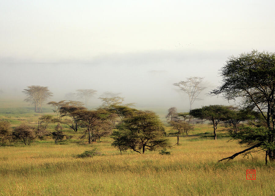 Serengeti Mist by David Jenkins Serengeti Mist by David Jenkins