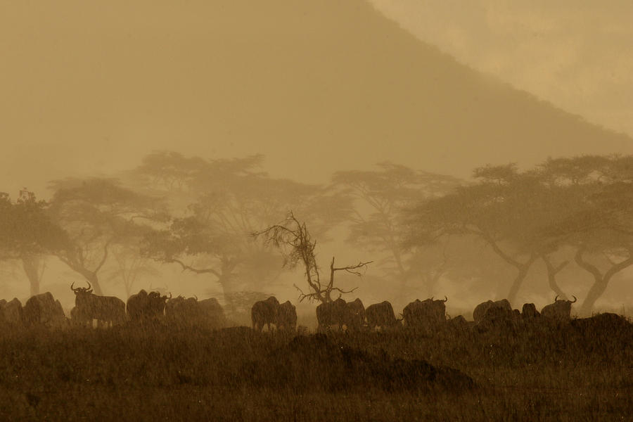 Serengeti Monsoon Photograph by Joseph G Holland