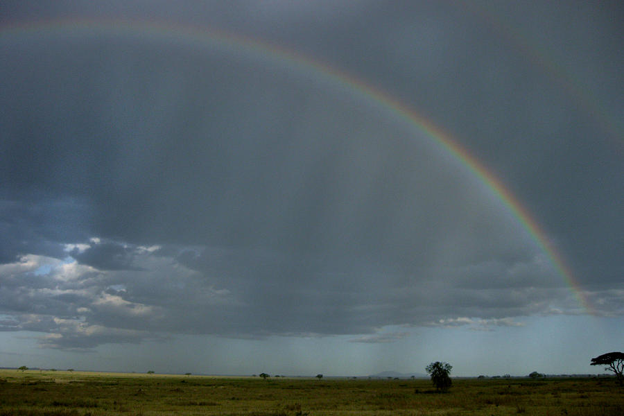 Serengeti Rain Photograph by Joseph G Holland