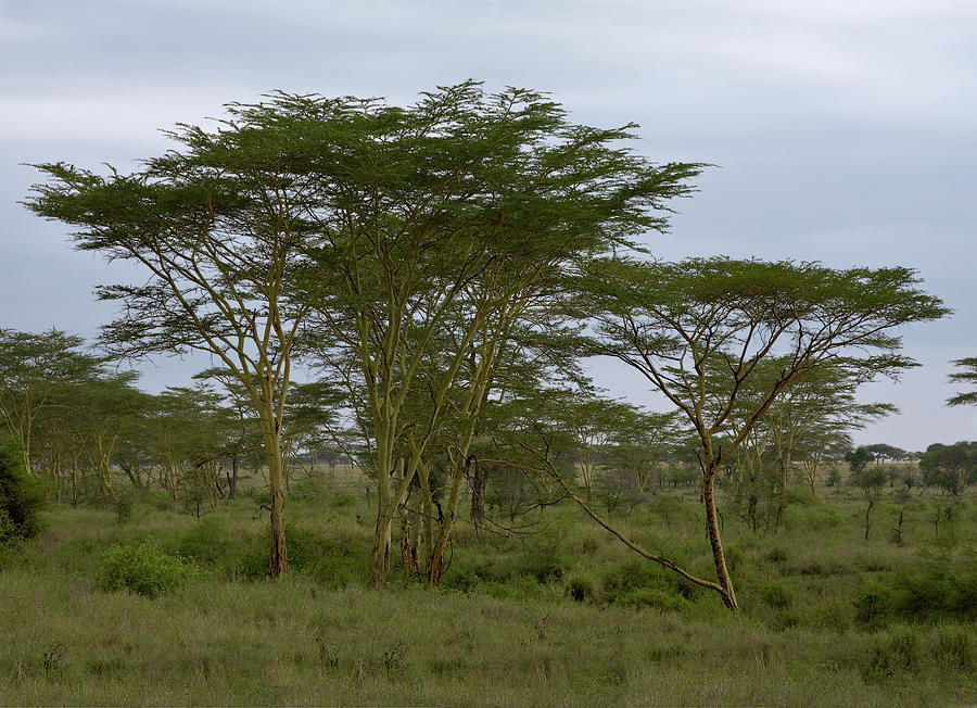 Serengeti Scene Photograph by Sally Weigand