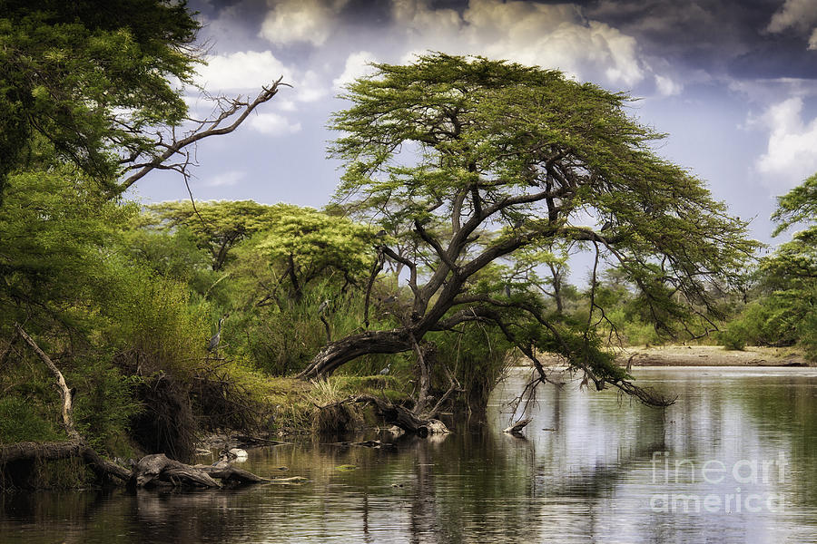 Serengeti Scenery Photograph by Timothy Hacker
