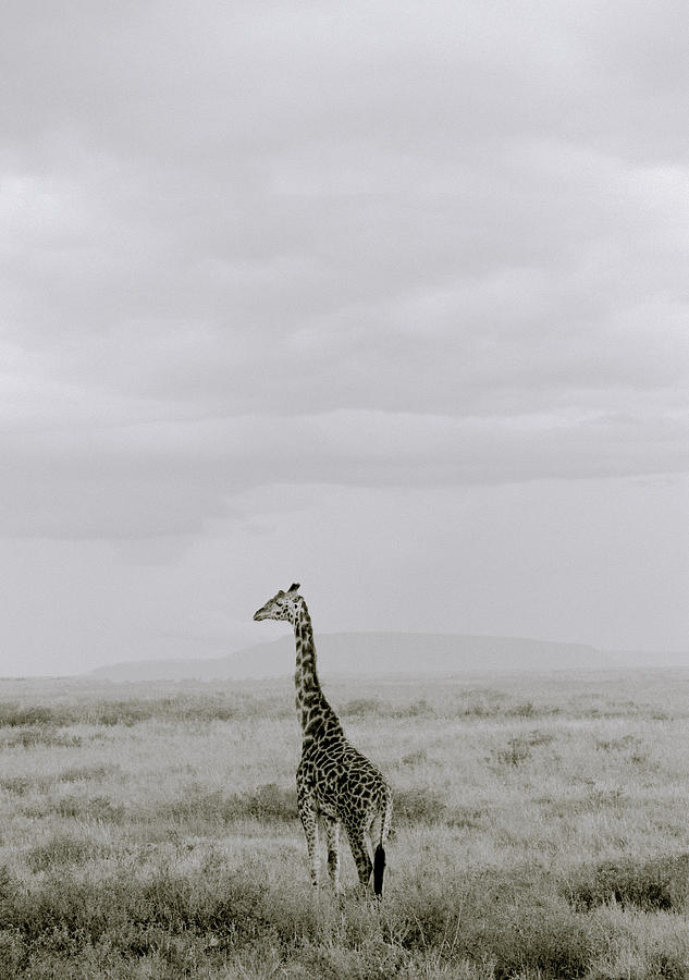Serengeti Solitude Photograph by Shaun Higson