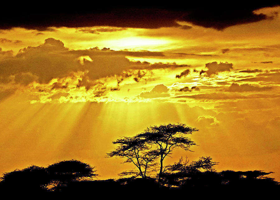 Serengeti Sun Rays Photograph by Dennis Cox WorldViews