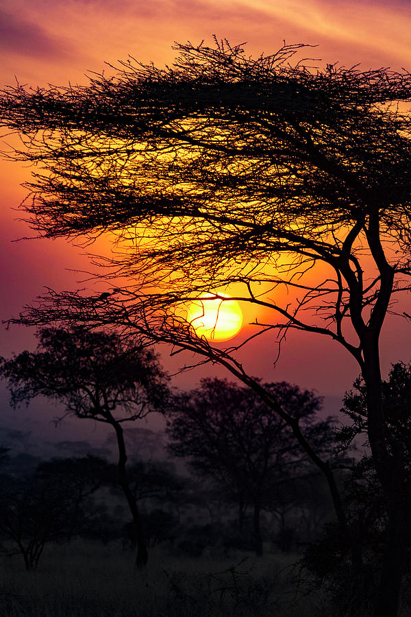 Serengeti Sunrise Photograph by Joseph Sindorf | Fine Art America