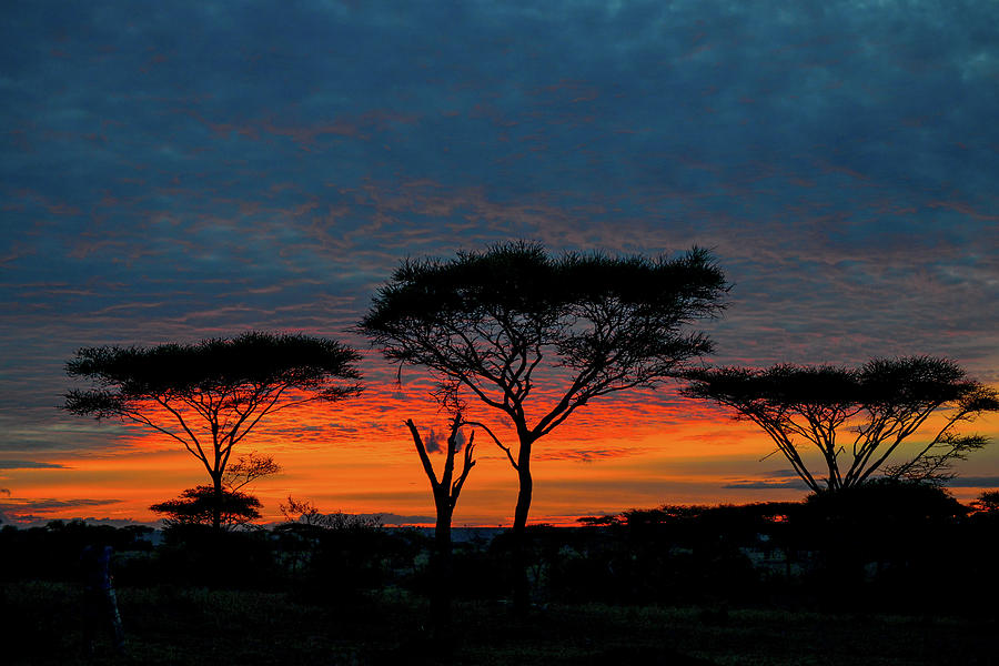 Serengeti Sunrise Photograph by Marilyn Burton