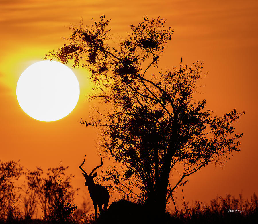 Africa Wildlife Photograph - Serengeti Sunrise by Tim Bryan