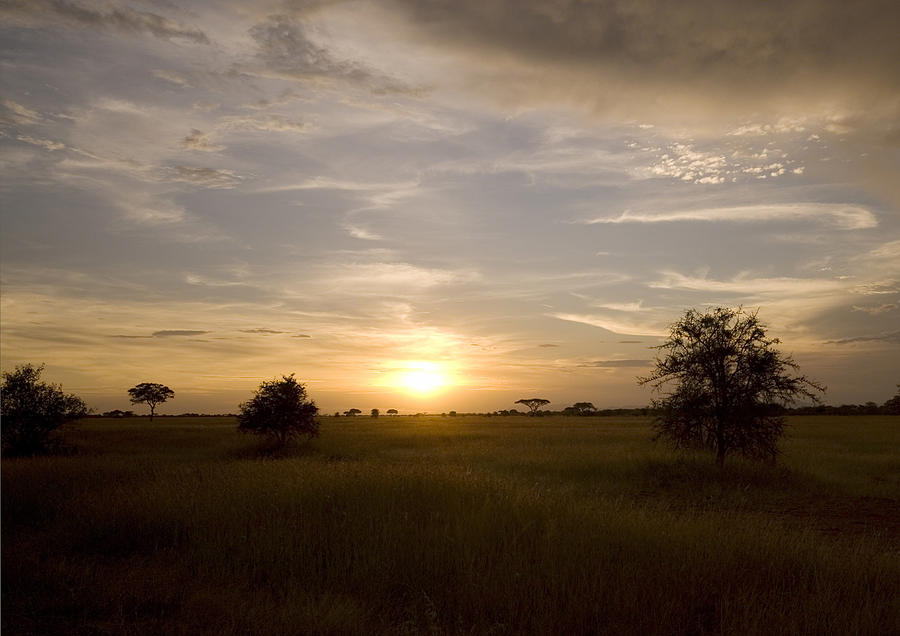 Serengeti sunset Photograph by Patrick Kain