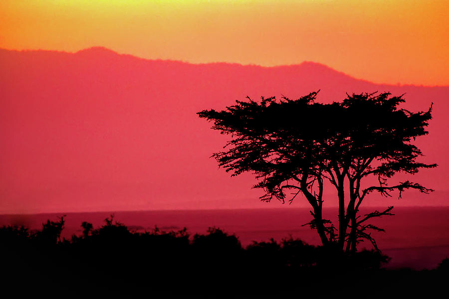 Serengeti Sunset Photograph by Sebastian Musial