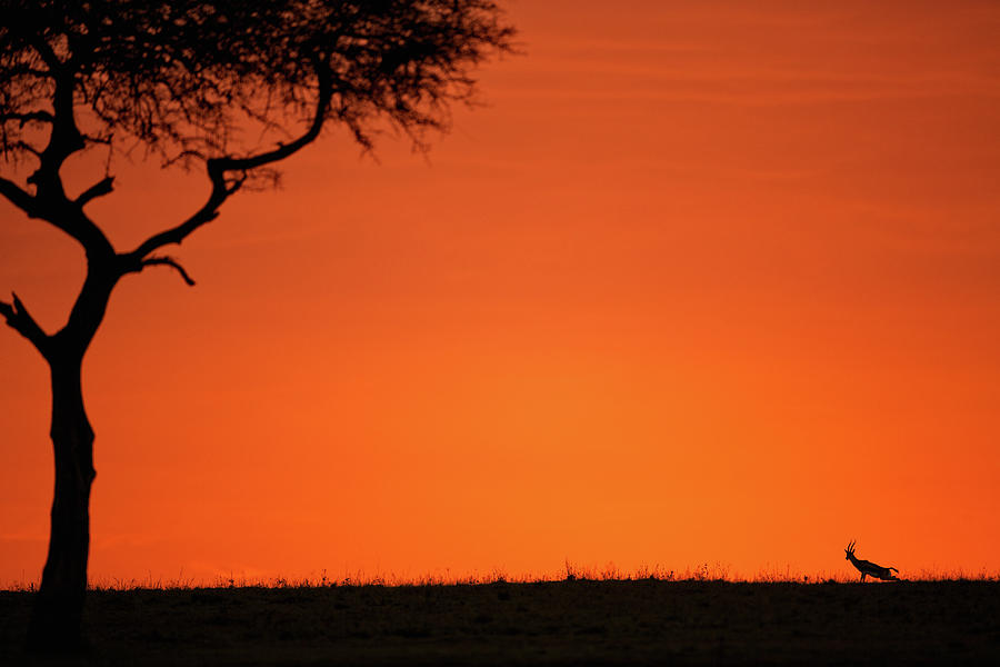 Serengeti Sunset Photograph by Steven Upton