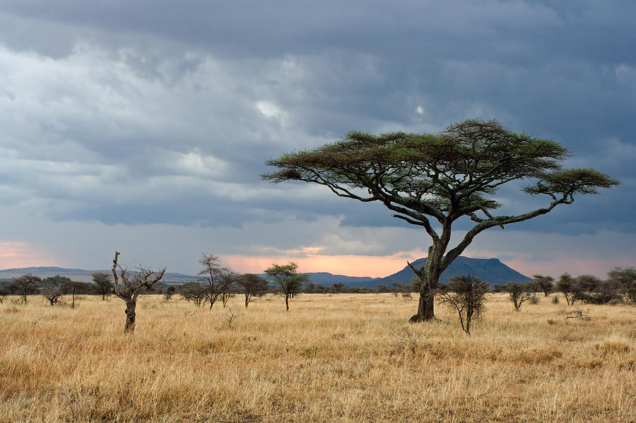 Serengeti Sunset with Acacia Tree Photograph by Aivar Mikko