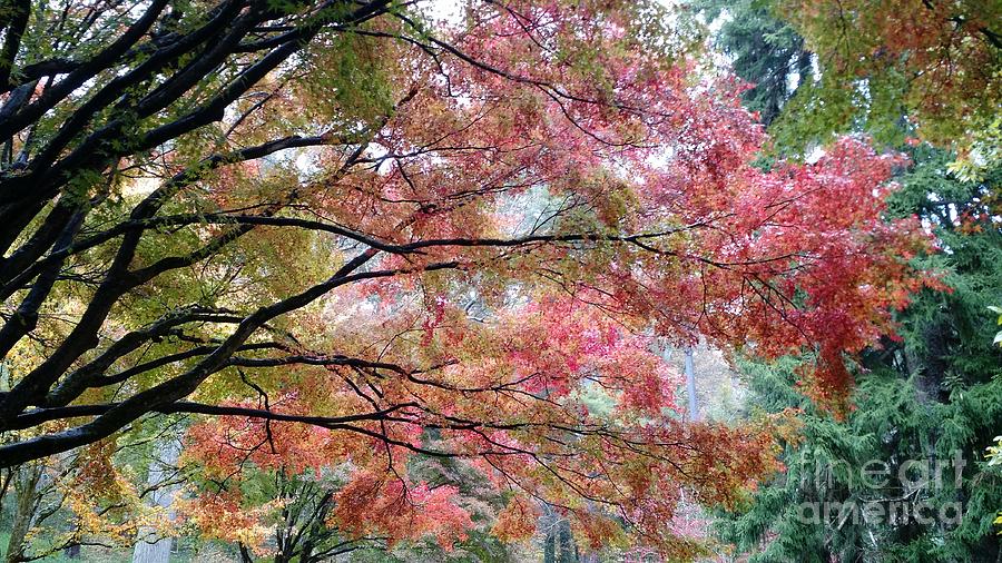 Autumn Hues  Photograph by Anita Adams