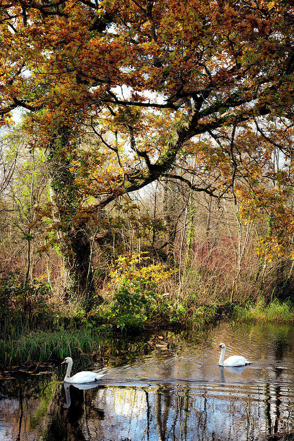 Serenity, Boyne Canal Photograph by Sublime Ireland