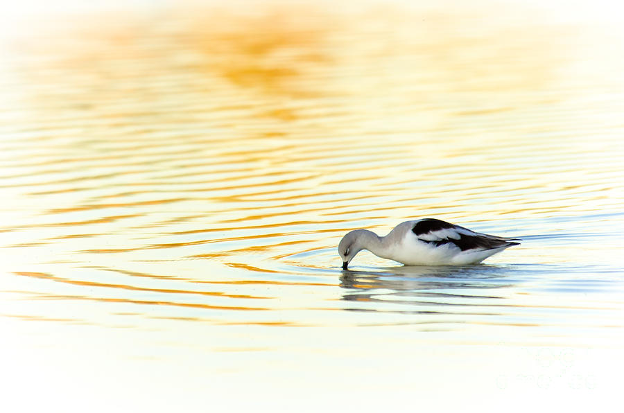 Avocet Photograph - Serenity by Emily Bristor Avocet Photograph - Serenity by Emily Bristor