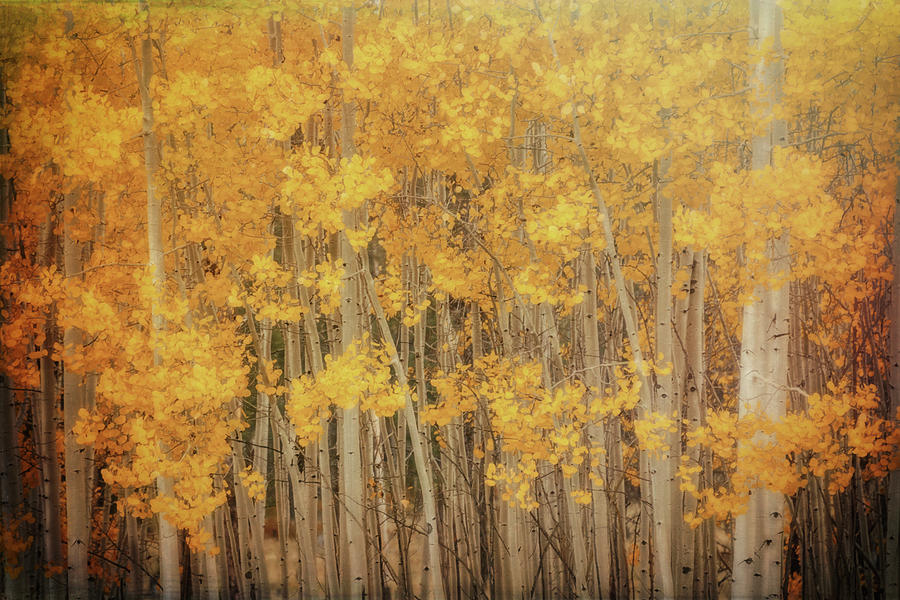 Serenity in the Fall Forest  Photograph by Saija Lehtonen