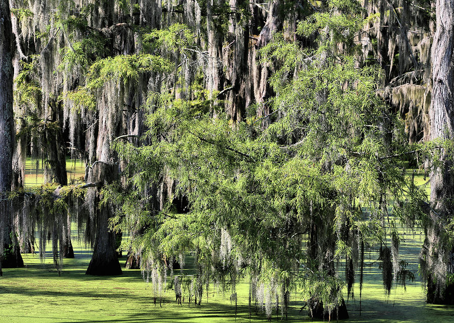 Nature Photograph - Serenity In Yazoo City by JC Findley